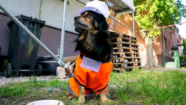 Rozstrzygnięcie konkursu 